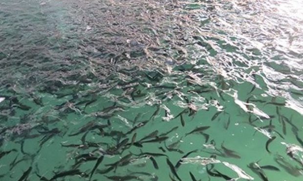 مجتمع ۱۰۰۰ تنی ماهیان سردآبی در لرستان به بهره‌برداری می‌رسد